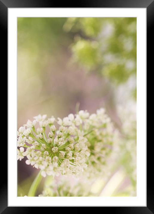 Dill Flower Framed Mounted Print by piera catalano
