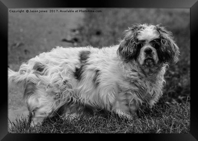  Cavalier King Charles Spaniel Dog (B&W) Framed Print by Jason Jones