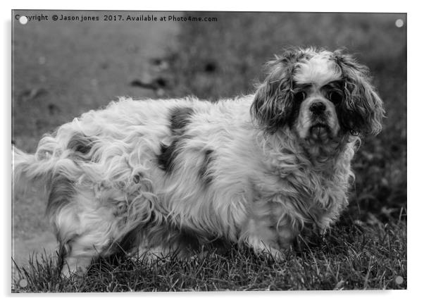  Cavalier King Charles Spaniel Dog (B&W) Acrylic by Jason Jones