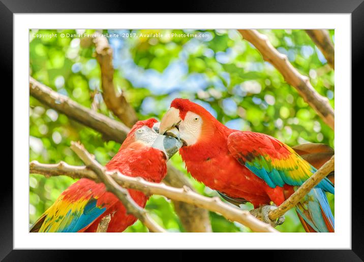 Ecuadorian Parrots at Zoo, Guayaquil, Ecuador Framed Mounted Print by Daniel Ferreira-Leite
