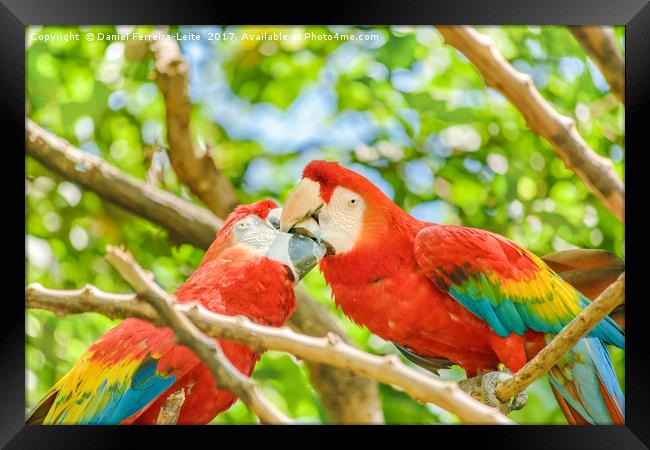 Ecuadorian Parrots at Zoo, Guayaquil, Ecuador Framed Print by Daniel Ferreira-Leite