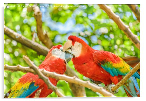 Ecuadorian Parrots at Zoo, Guayaquil, Ecuador Acrylic by Daniel Ferreira-Leite