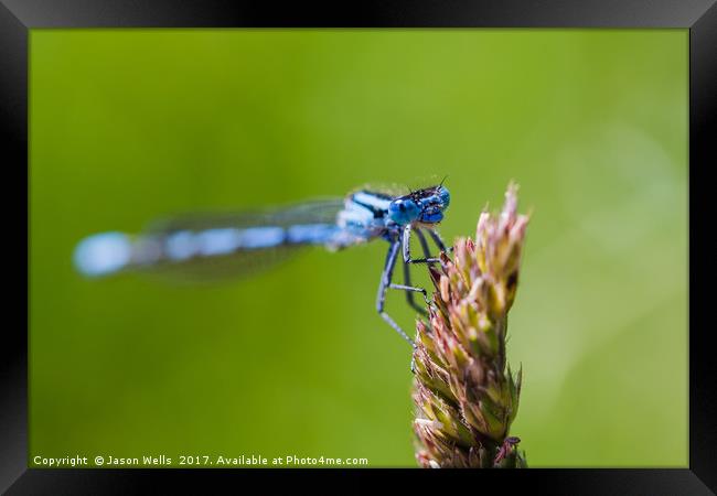 Common Blue Damselfly roosting Framed Print by Jason Wells