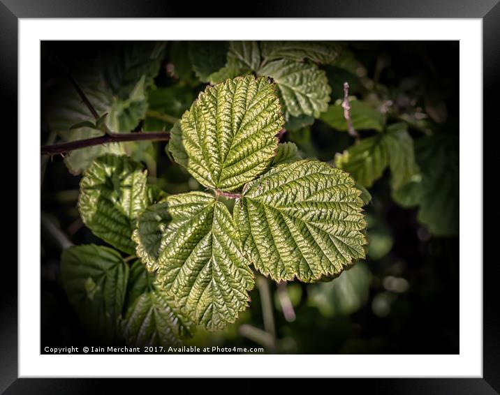 Simply Green Framed Mounted Print by Iain Merchant
