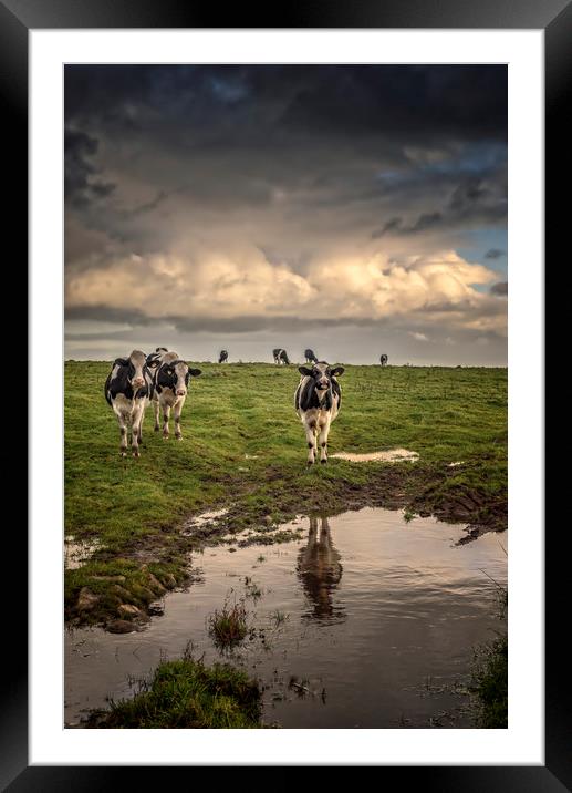 Cows at Black Rock Framed Mounted Print by John Baker