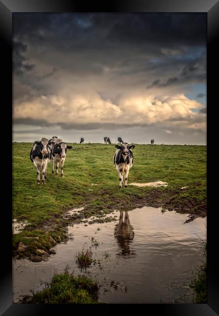 Cows at Black Rock Framed Print by John Baker