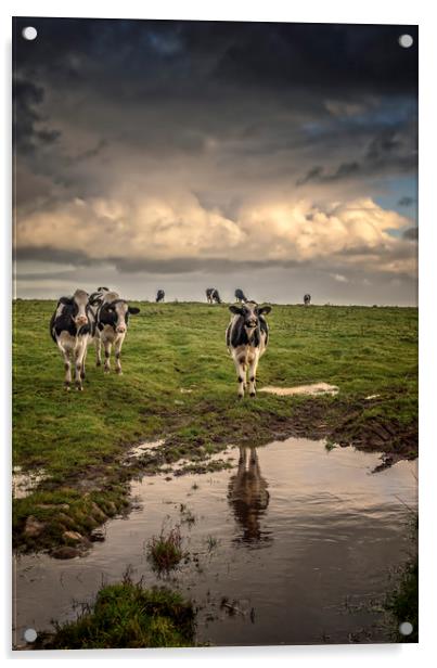 Cows at Black Rock Acrylic by John Baker