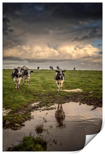 Cows at Black Rock Print by John Baker