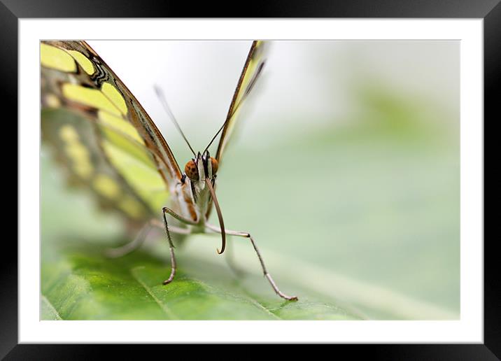 Butterfly Framed Mounted Print by piera catalano
