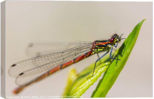 Immature Large Red Damselfly Canvas Print by Jason Wells