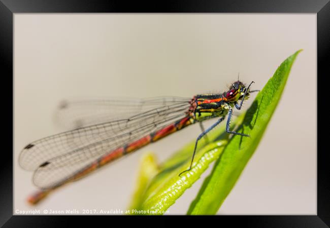 Immature Large Red Damselfly Framed Print by Jason Wells