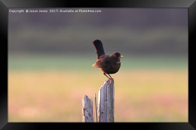 Blackbird on a Wooden Post Framed Print by Jason Jones