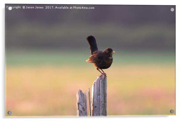Blackbird on a Wooden Post Acrylic by Jason Jones