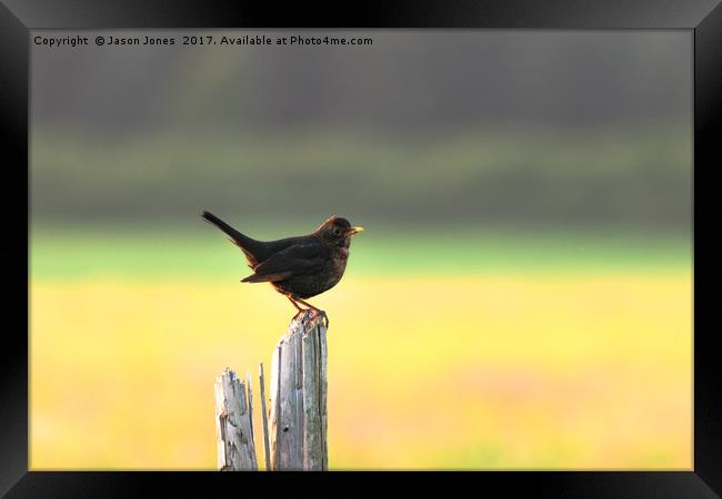 Blackbird on a Wooden Post Framed Print by Jason Jones