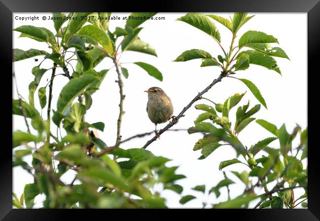 Wren Songbird Bird on a Branch (Troglodytes) Framed Print by Jason Jones