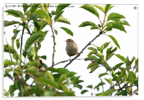 Wren Songbird Bird on a Branch (Troglodytes) Acrylic by Jason Jones