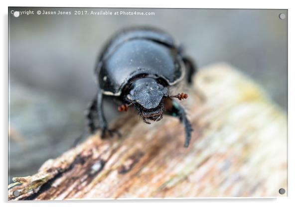 Close-up of a Dor / Dumbledore Dung Beetle Acrylic by Jason Jones