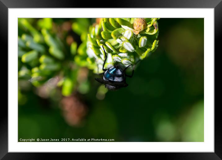 Bluebottle fly on leaf with green background Framed Mounted Print by Jason Jones