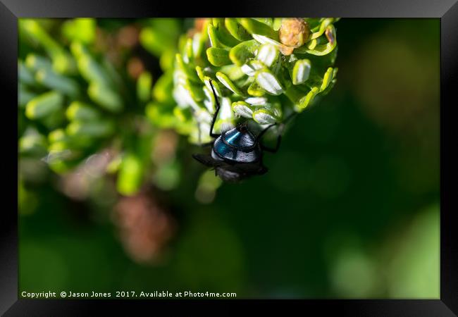 Bluebottle fly on leaf with green background Framed Print by Jason Jones
