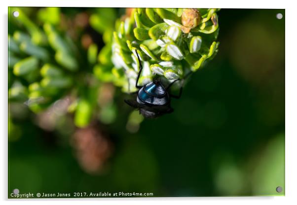 Bluebottle fly on leaf with green background Acrylic by Jason Jones