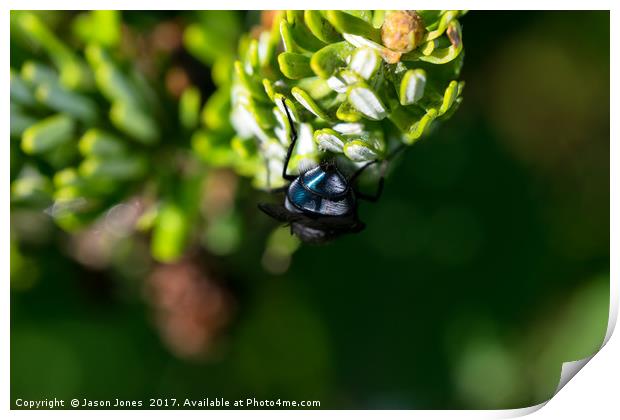 Bluebottle fly on leaf with green background Print by Jason Jones