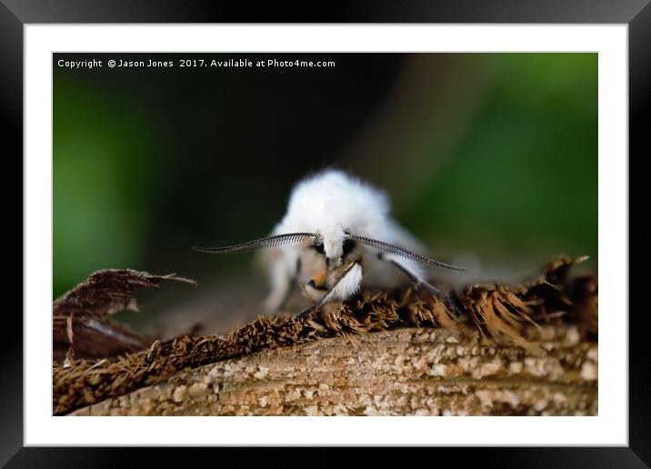 White Moth on a Piece of Wood Framed Mounted Print by Jason Jones