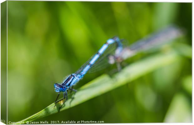 Common Blue Damselfly mating Canvas Print by Jason Wells