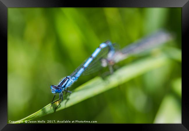 Common Blue Damselfly mating Framed Print by Jason Wells