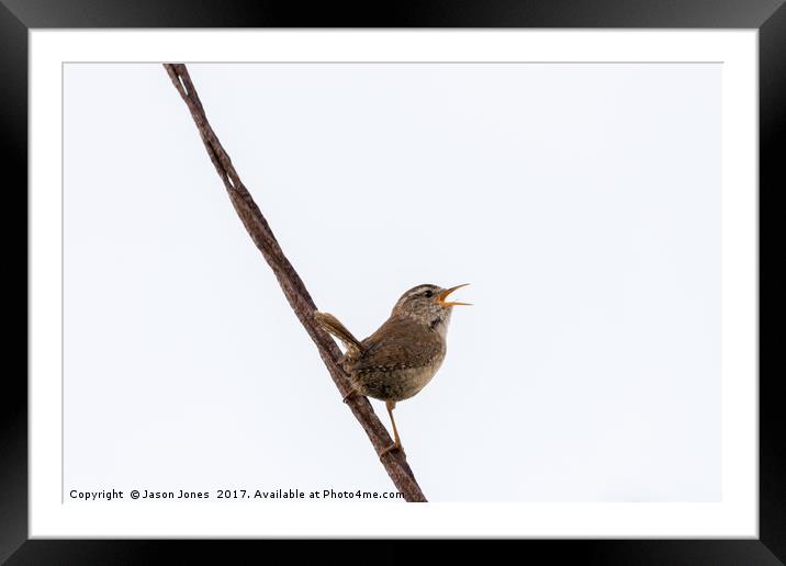 Wren Songbird Bird on Rusty Wire (Troglodytes) Framed Mounted Print by Jason Jones