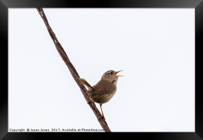 Wren Songbird Bird on Rusty Wire (Troglodytes) Framed Print by Jason Jones
