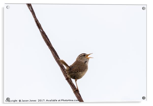 Wren Songbird Bird on Rusty Wire (Troglodytes) Acrylic by Jason Jones