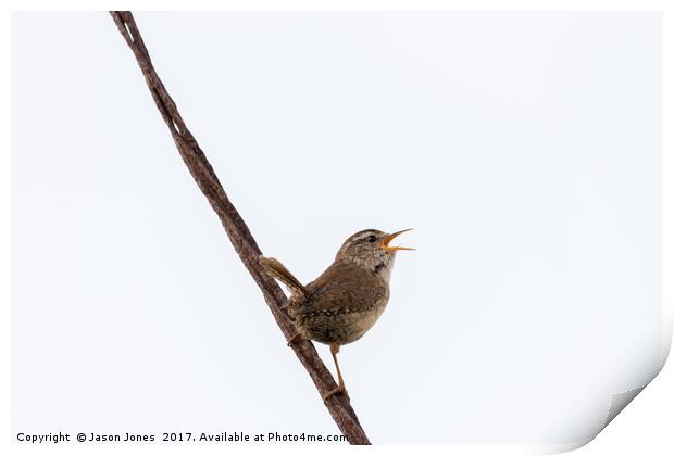 Wren Songbird Bird on Rusty Wire (Troglodytes) Print by Jason Jones