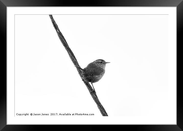 Wren Songbird Bird on Rusty Wire (Troglodytes) B&W Framed Mounted Print by Jason Jones