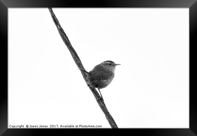 Wren Songbird Bird on Rusty Wire (Troglodytes) B&W Framed Print by Jason Jones