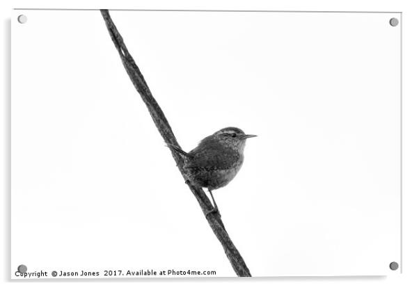 Wren Songbird Bird on Rusty Wire (Troglodytes) B&W Acrylic by Jason Jones