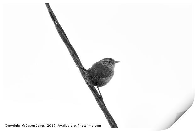 Wren Songbird Bird on Rusty Wire (Troglodytes) B&W Print by Jason Jones