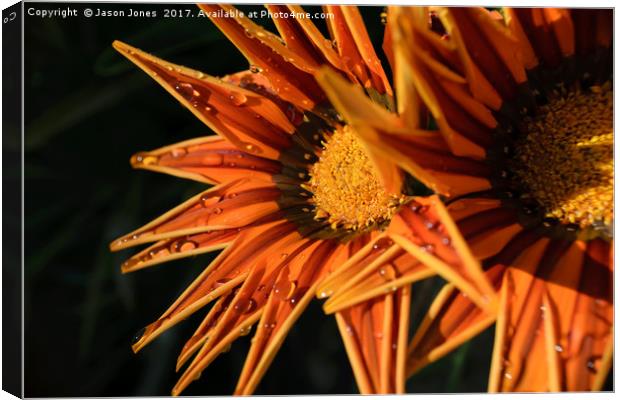 Orange Flower (Close-up) Macro Canvas Print by Jason Jones