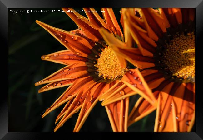 Orange Flower (Close-up) Macro Framed Print by Jason Jones