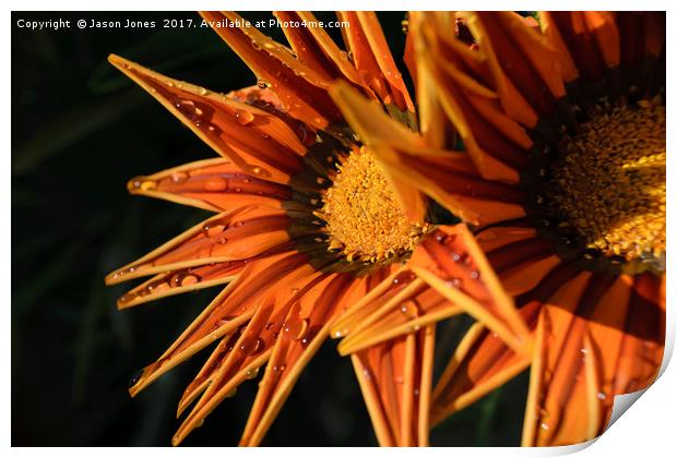Orange Flower (Close-up) Macro Print by Jason Jones
