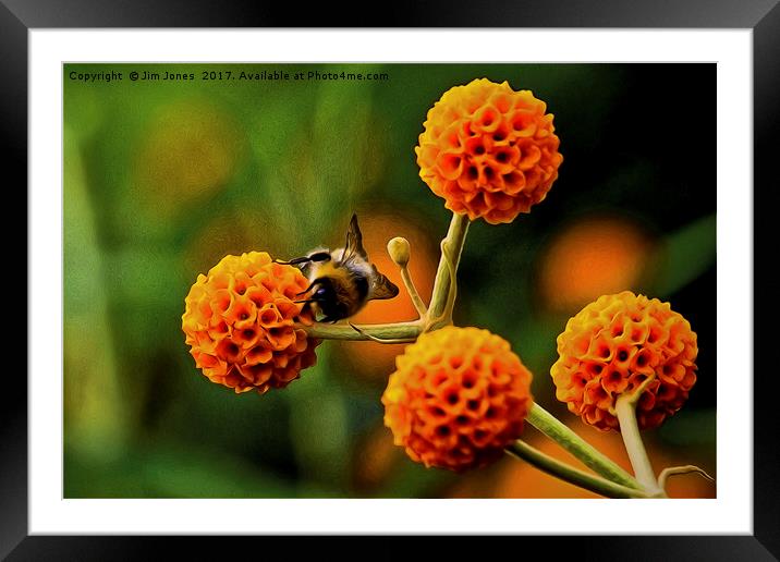 Artistic Busy bee on buddleia Framed Mounted Print by Jim Jones