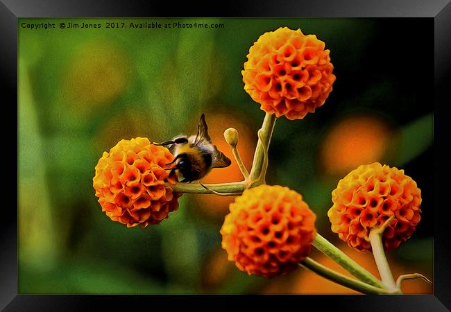 Artistic Busy bee on buddleia Framed Print by Jim Jones