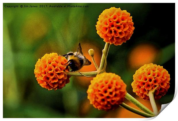 Artistic Busy bee on buddleia Print by Jim Jones