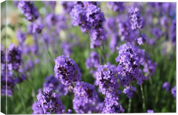 lavender  Canvas Print by Louise Stainer