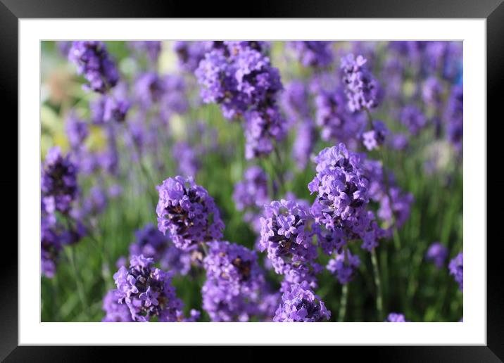 lavender  Framed Mounted Print by Louise Stainer