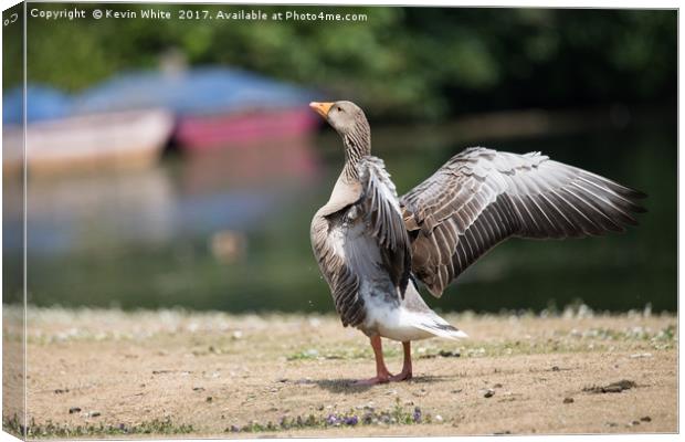 Goose spreading his wings Canvas Print by Kevin White