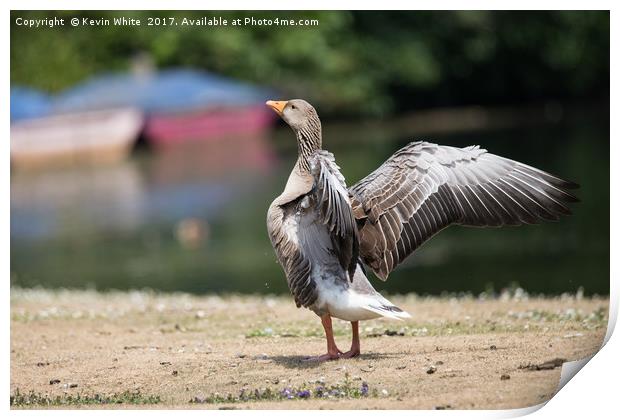 Goose spreading his wings Print by Kevin White