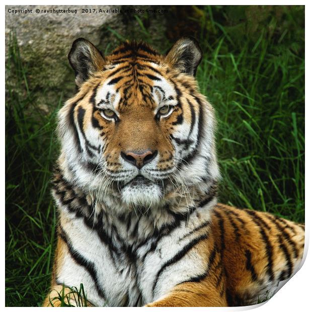 Majestic Tiger With A Fixed Stare Print by rawshutterbug 
