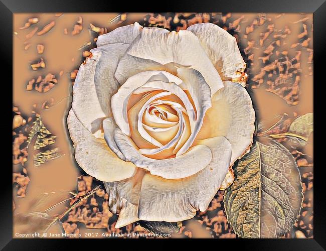 Cream Rose Art Framed Print by Jane Metters