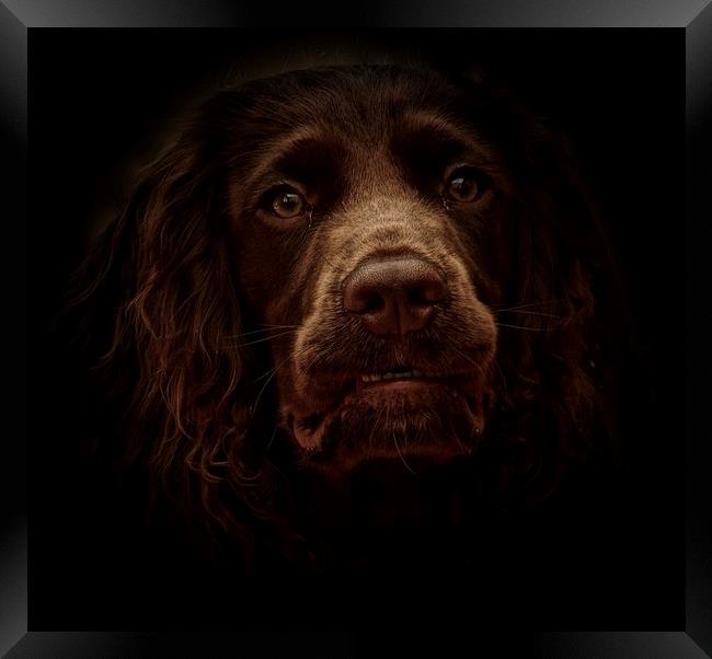 English Cocker Spaniel out of the shadows          Framed Print by Sue Bottomley