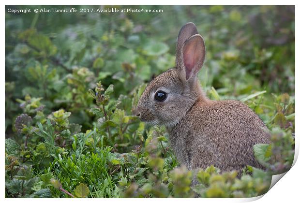 Rabbit Print by Alan Tunnicliffe